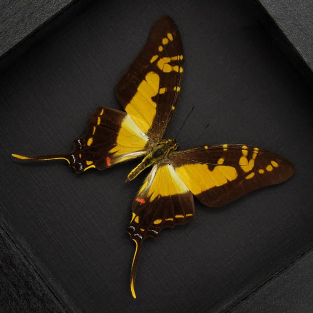 Real yellow Kite Swallowtail butterfly framed - Eurytides thyastes