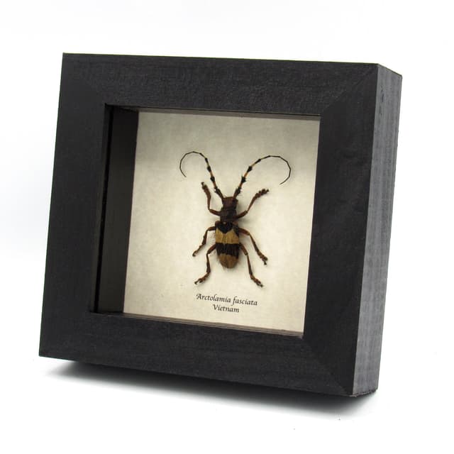 Rare hairy Longhorn beetle framed taxidermy - Arctolamia fasciata