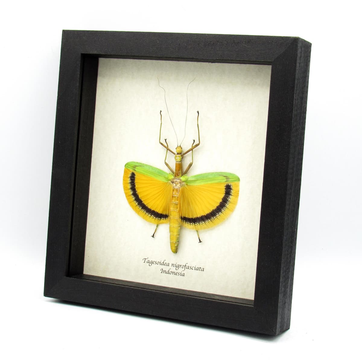 Real Giant Walking Stick bug framed taxidermy - Tagesoidea nigrofasciata