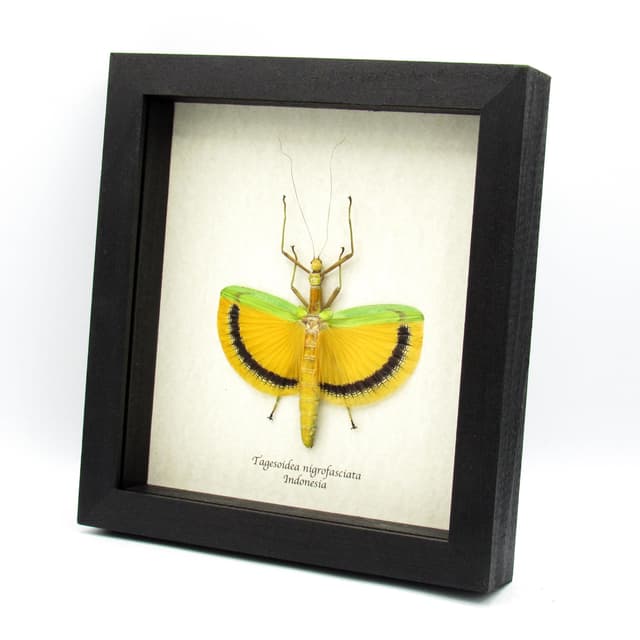 Real Giant Walking Stick bug framed taxidermy - Tagesoidea nigrofasciata