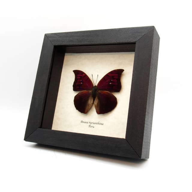 Rare purple butterfly framed taxidermy - Anaea tyrianthina