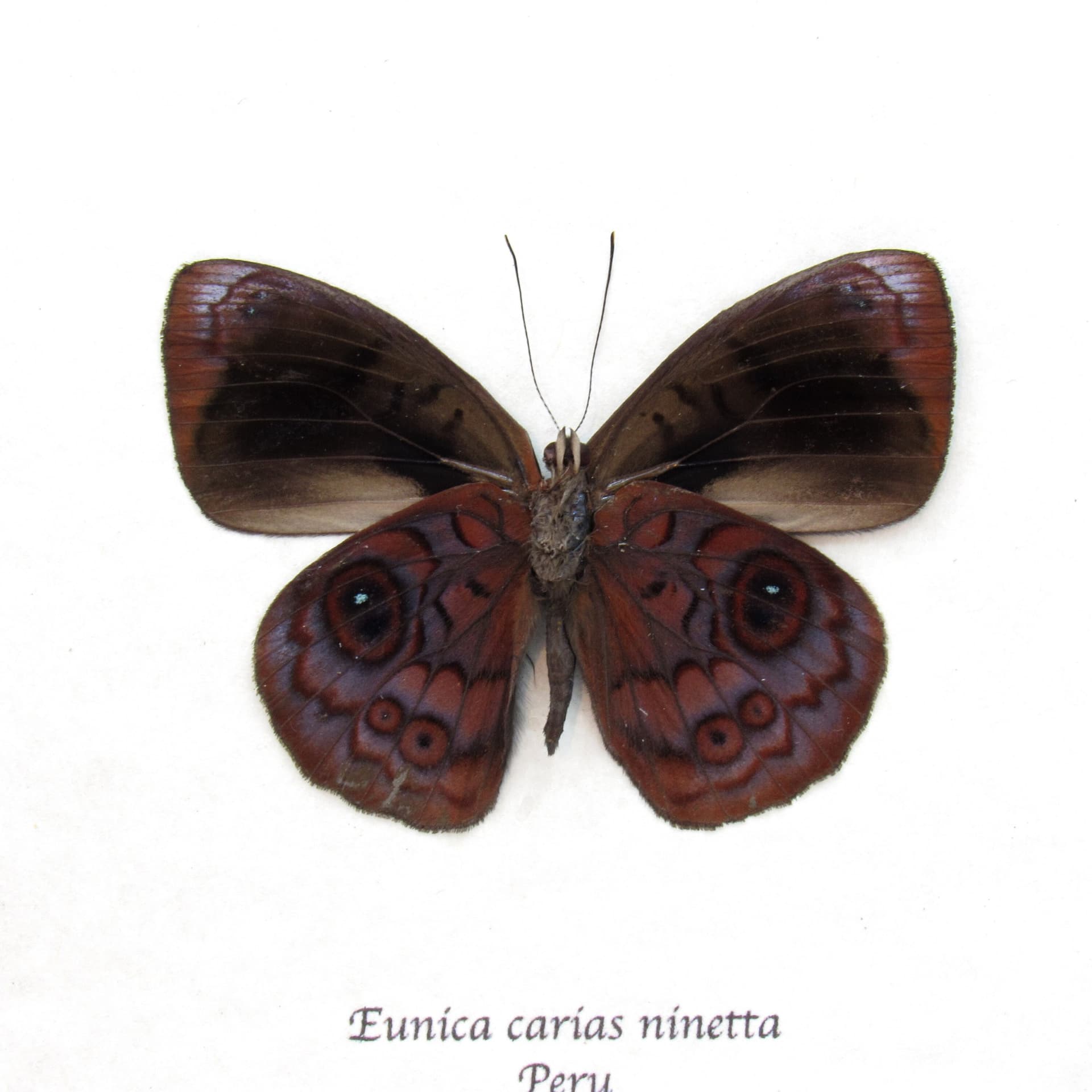 Real purple butterfly framed taxidermy - Eunica carias ninetta