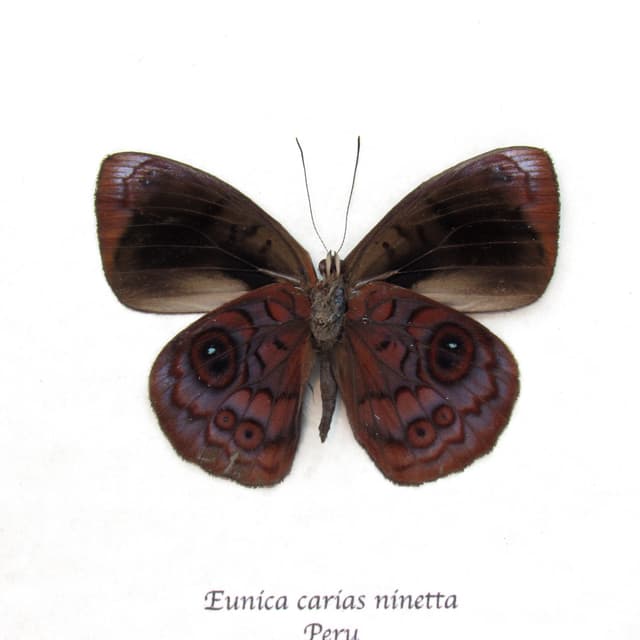 Real purple butterfly framed taxidermy - Eunica carias ninetta