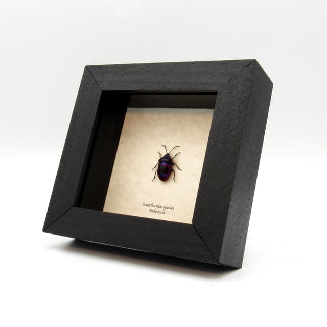 Rare purple bug framed taxidermy - Scutelleridae species