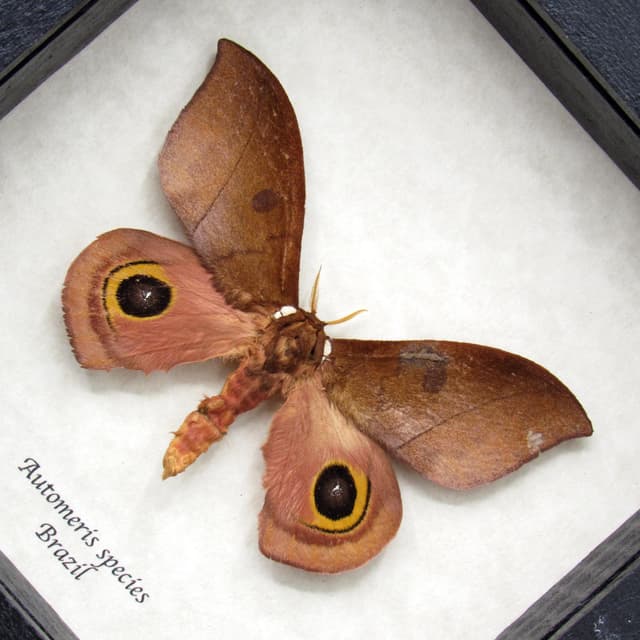 Real Saturn moth framed taxidermy - Automeris species