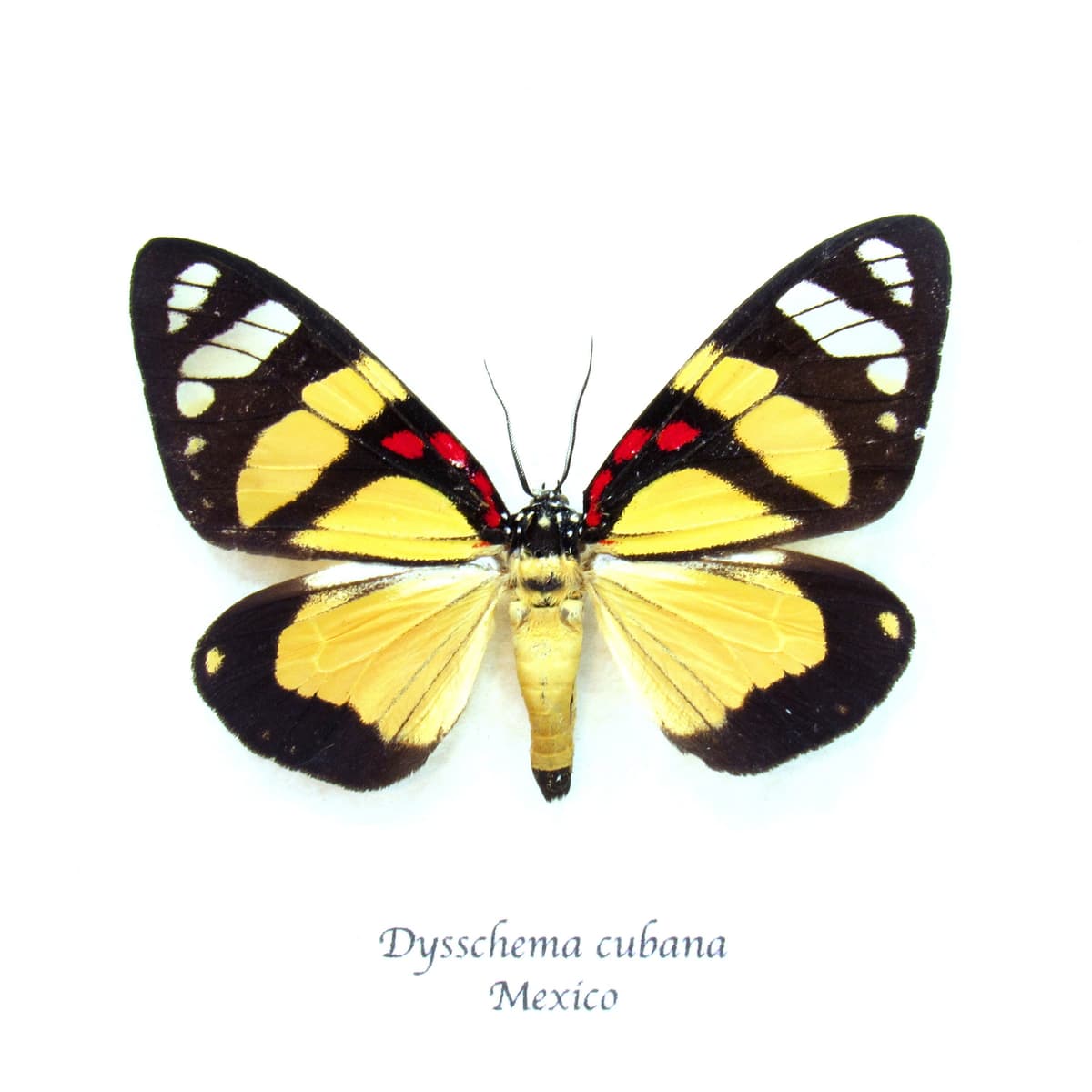 Rare yellow Day-flying moth framed taxidermy - Dysschema cubana