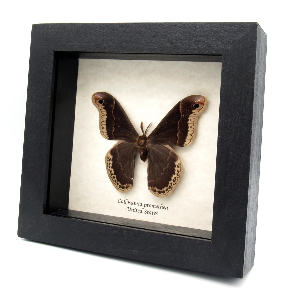 Real Promethea moth framed taxidermy - Callosamia promethea