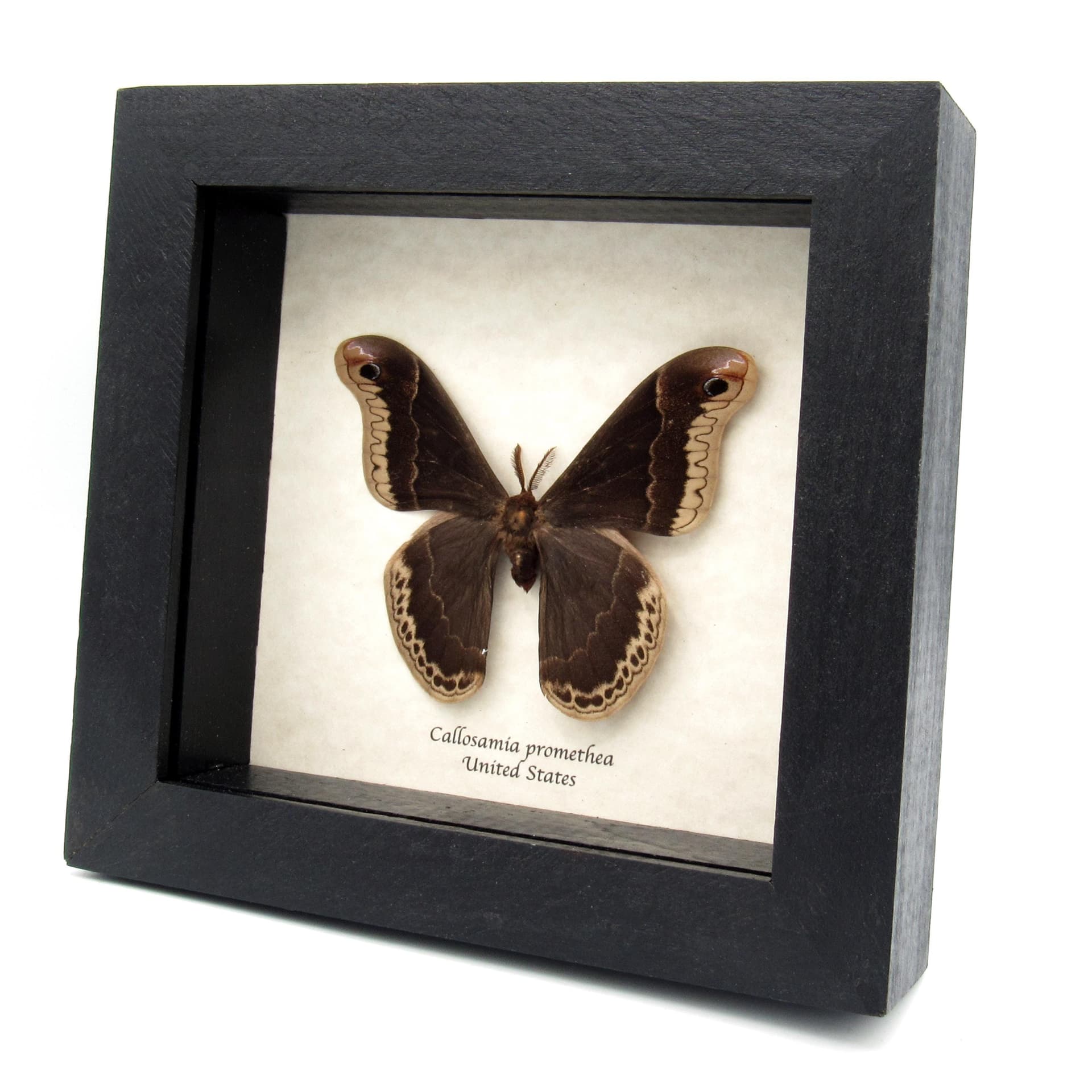 Real Promethea moth framed taxidermy - Callosamia promethea