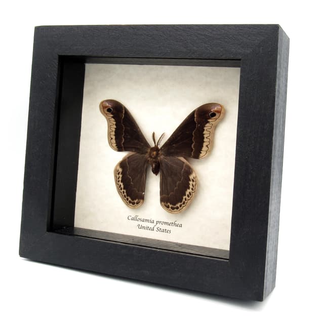 Real Promethea moth framed taxidermy - Callosamia promethea