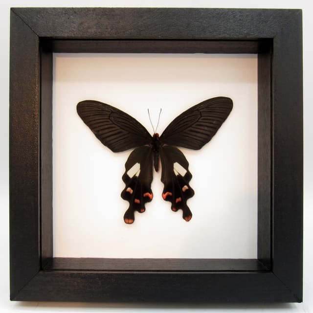 Real Black swallowtail butterfly framed taxidermy - Byasa polyeuctes - Victorian mount