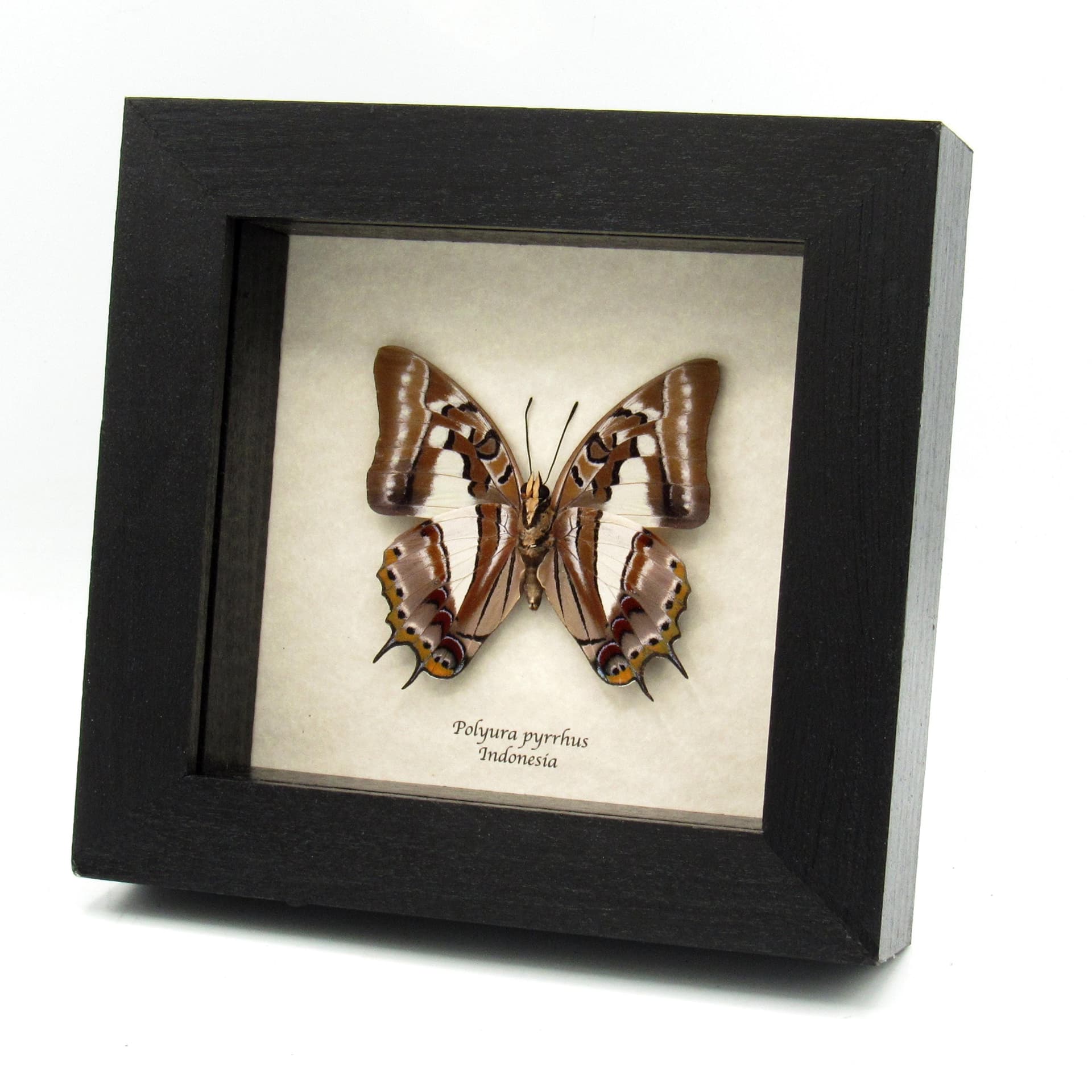 Real butterfly framed taxidermy - Polyura pyrrhus (verso)