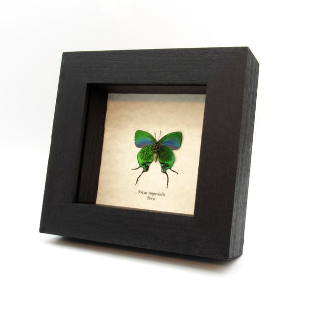 Rare metallic green butterfly framed taxidermy - Arcas imperialis