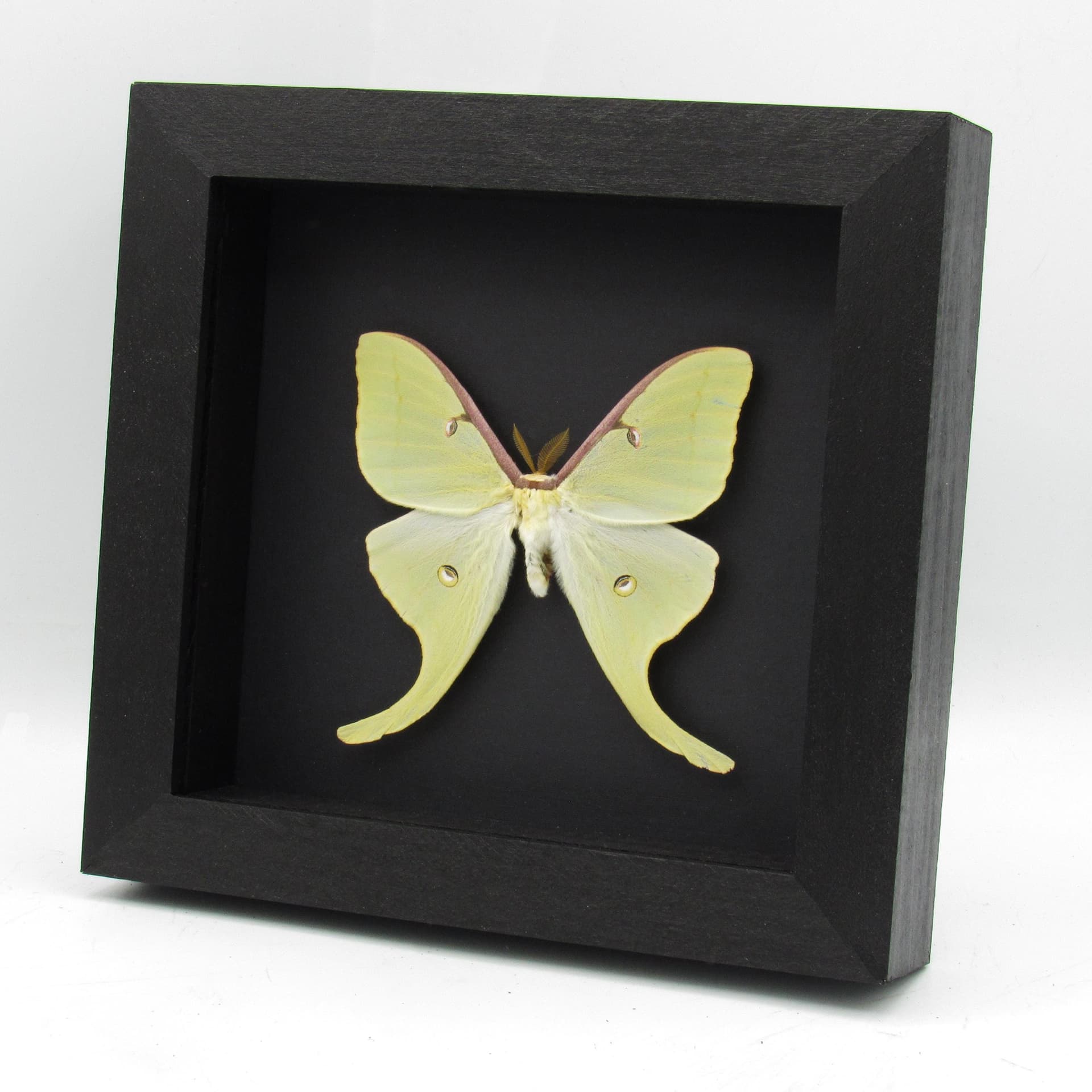 Real large Luna Moon moth framed taxidermy - Actias luna