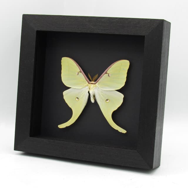 Real large Luna Moon moth framed taxidermy - Actias luna