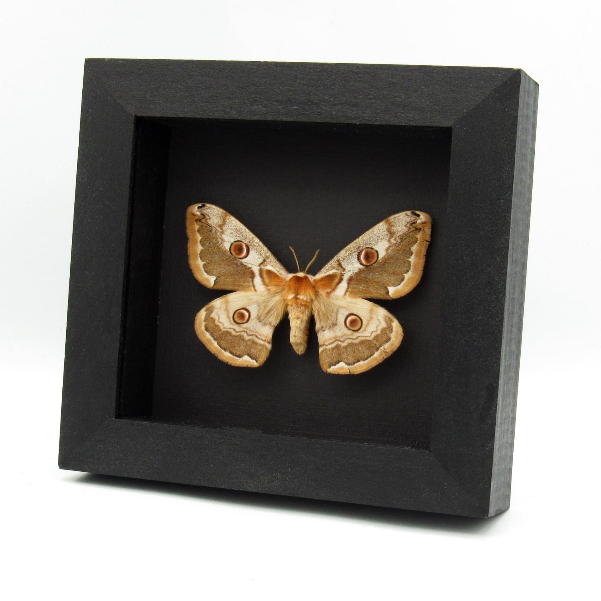 Real Saturn moth framed taxidermy - Caligula boisduvali - female