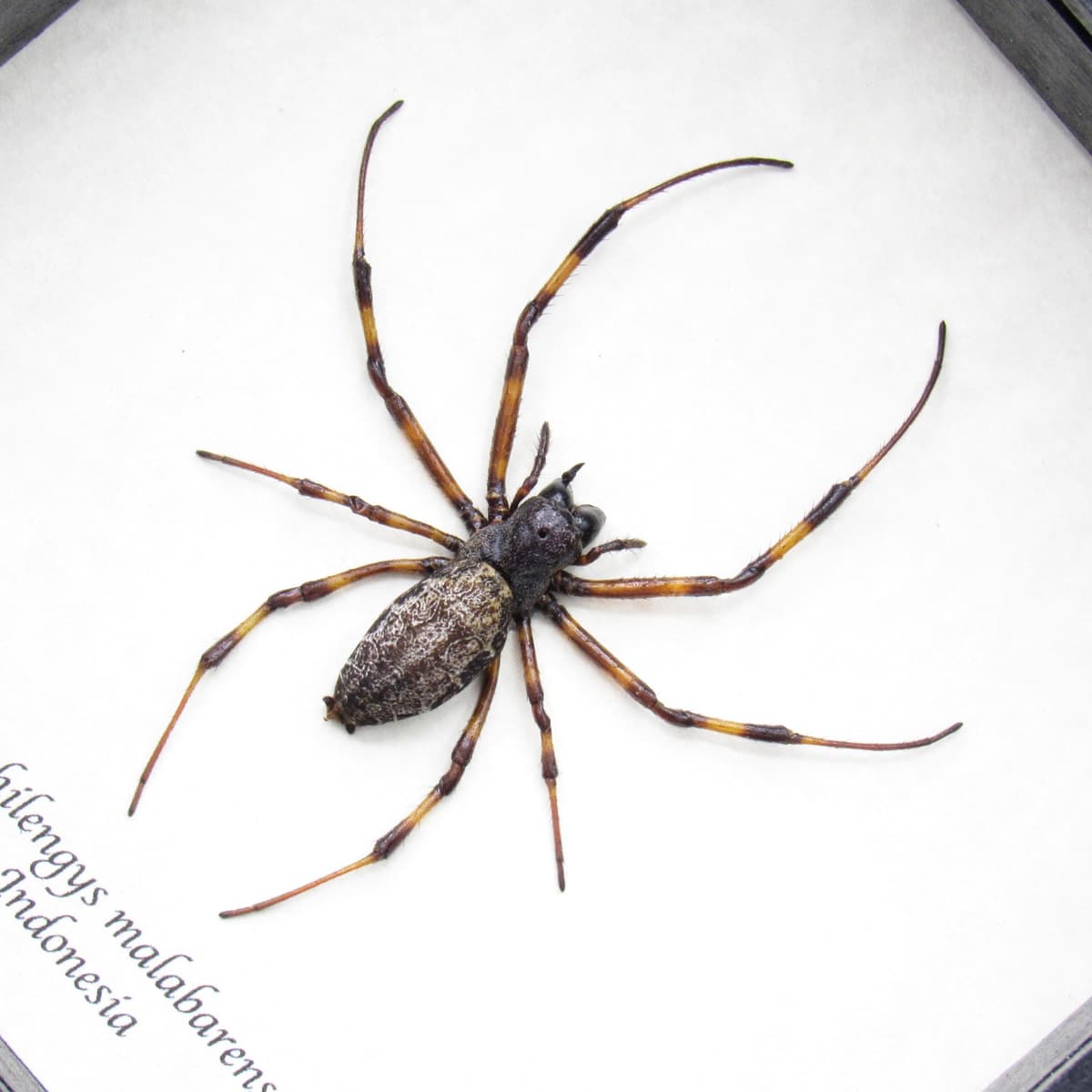 Real Asian Hermit Spider framed taxidermy - Nephilengys malabarensis