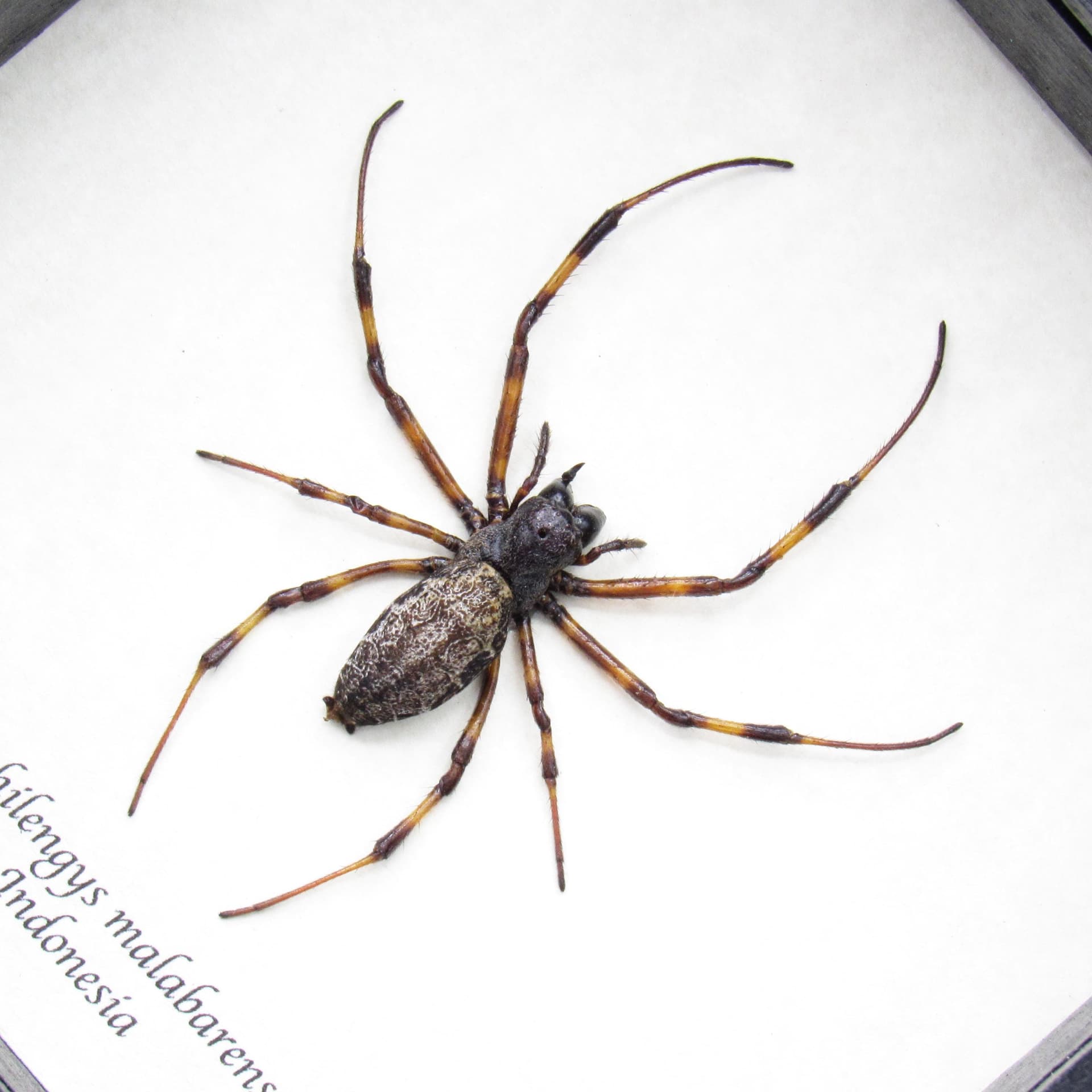 Real Asian Hermit Spider framed taxidermy - Nephilengys malabarensis