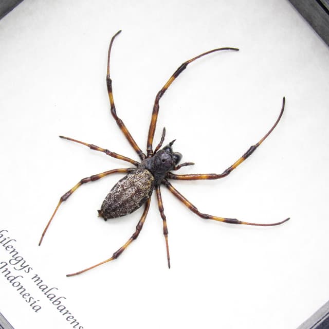 Real Asian Hermit Spider framed taxidermy - Nephilengys malabarensis