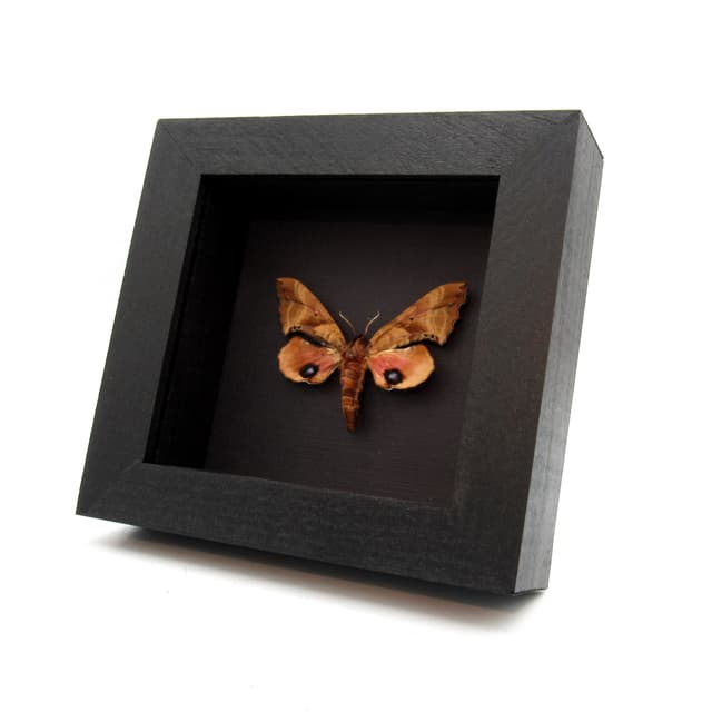 Real pink Blinded Sphinx moth framed taxidermy - Paonias excaecata - female