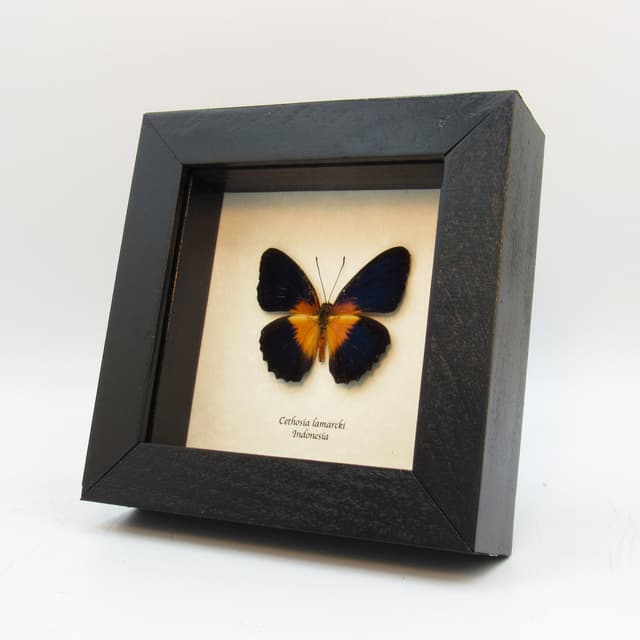 Real dark blue butterfly framed taxidermy - Cethosia lamarcki