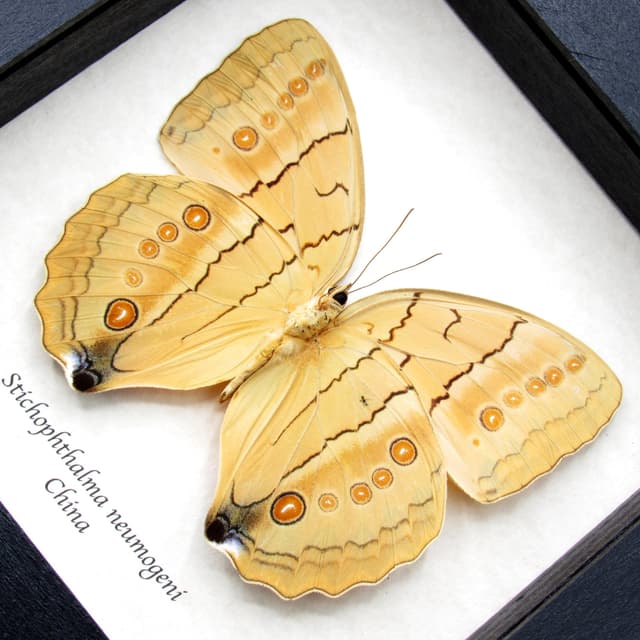Large Jungle Queen butterfly framed taxidermy - Stichophthalma neumogeni