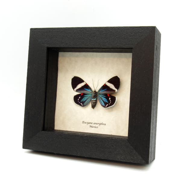 Real metallic blue framed moth taxidermy - Eucyane anerythra