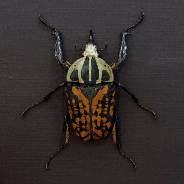 Very large real flower beetle framed taxidermy - Mecynorhina oberthuri decorata
