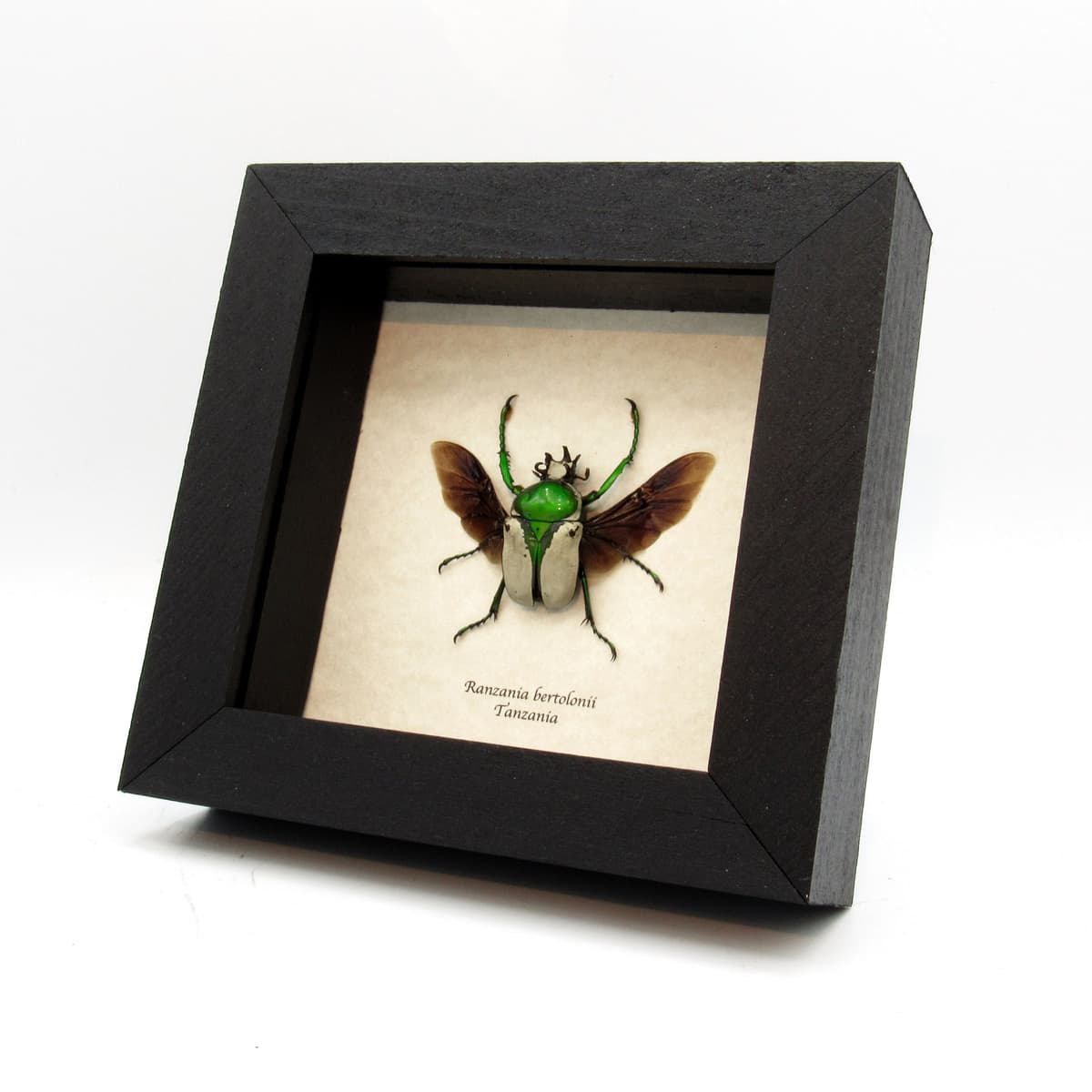 Real framed taxidermy flower beetle - Ranzania bertolonii