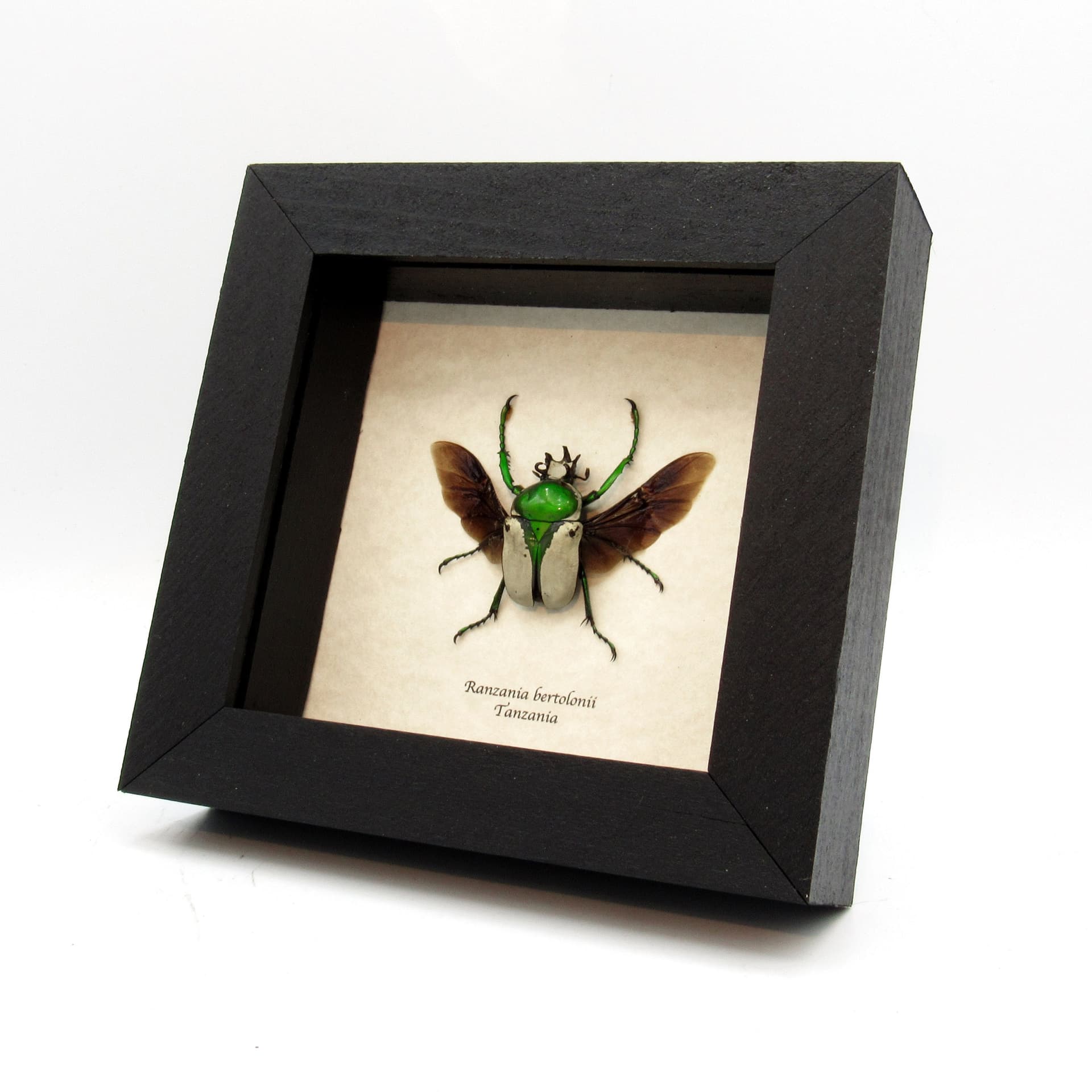 Real framed taxidermy flower beetle - Ranzania bertolonii