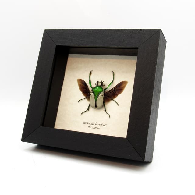 Real framed taxidermy flower beetle - Ranzania bertolonii
