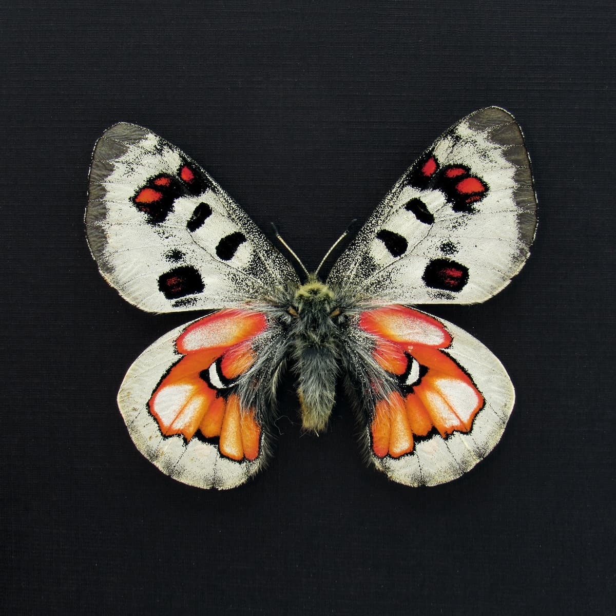 Very rare Hybrid Snow Apollo butterfly framed taxidermy - Parnassius wiskotti - large female