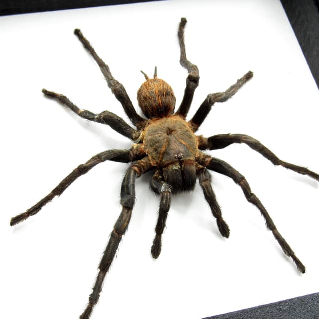 Real Mexican Red Rump Tarantula framed taxidermy - Brachypelma vagans - minor damage