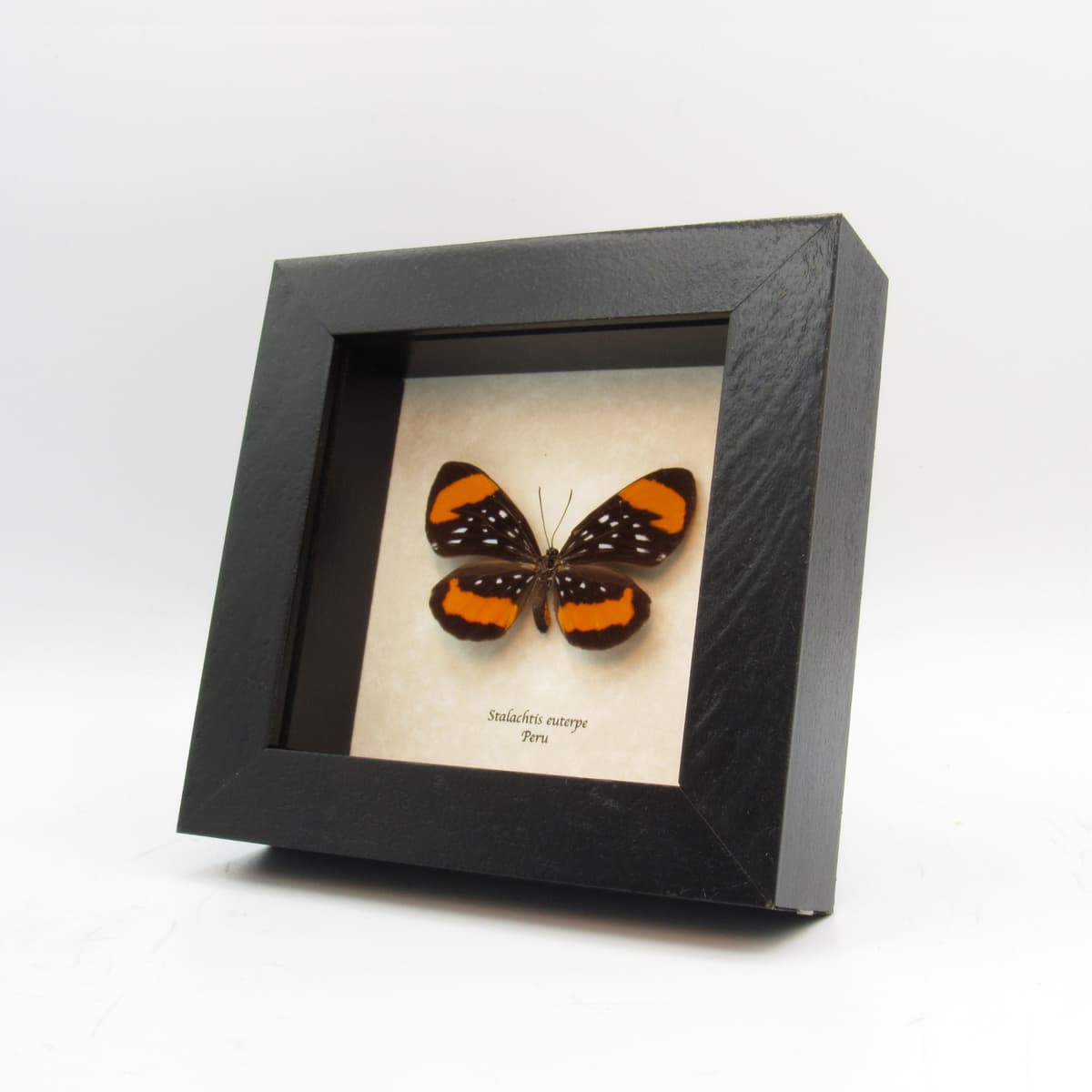 Real framed taxidermy butterfly - Stalachtis euterpe