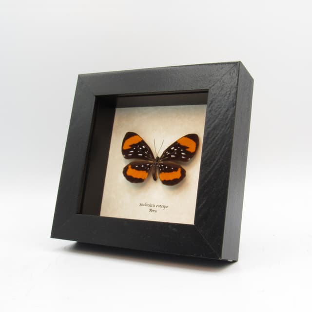 Real framed taxidermy butterfly - Stalachtis euterpe
