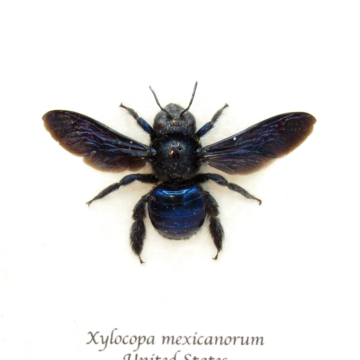 Real large Mexican Carpenter bee framed taxidermy - Xylocopa mexicanorum