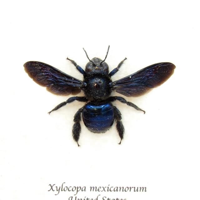 Real large Mexican Carpenter bee framed taxidermy - Xylocopa mexicanorum