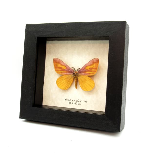 Real rare pink Western Sheep moth framed taxidermy - Hemileuca eglantarina - large pale form