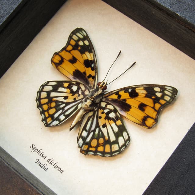 Real framed taxidermy stained glass butterfly - Sephisa dichroa
