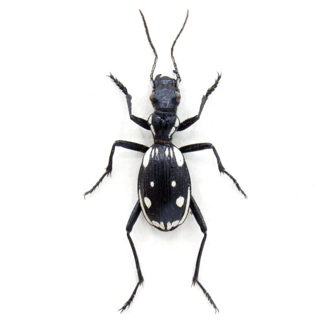 Rare Egyptian Predator beetle framed taxidermy - Anthia sexmaculata