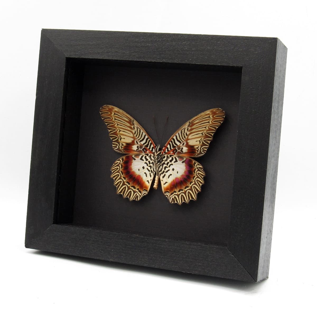 Rare Violet Lacewing butterfly framed specimen - Cethosia myrina melancholica