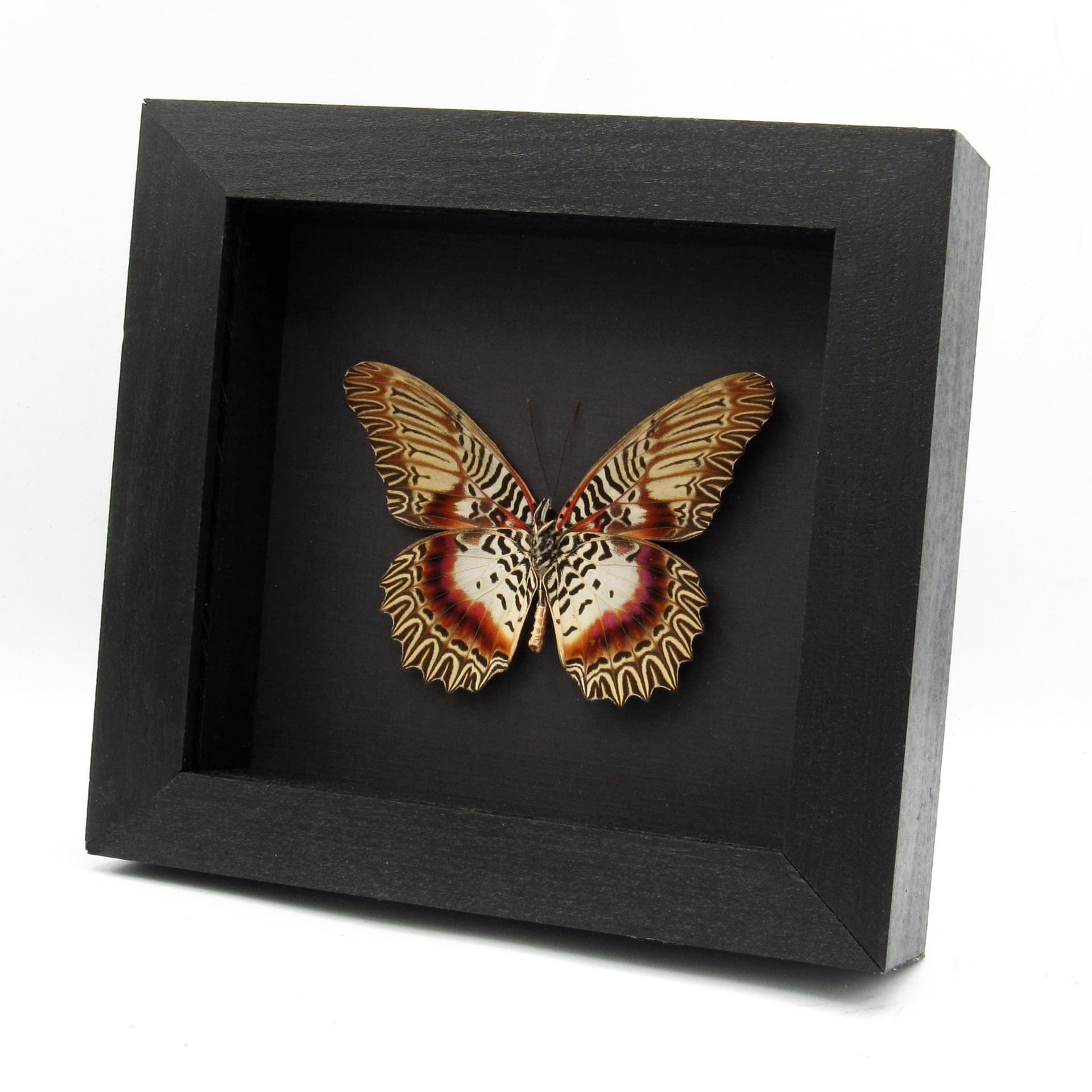 Rare Violet Lacewing butterfly framed specimen - Cethosia myrina melancholica