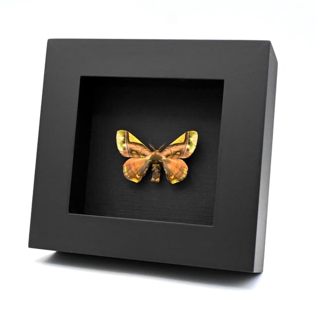 Real American Silkworm Moth framed taxidermy - Hyperthaema sanguineata