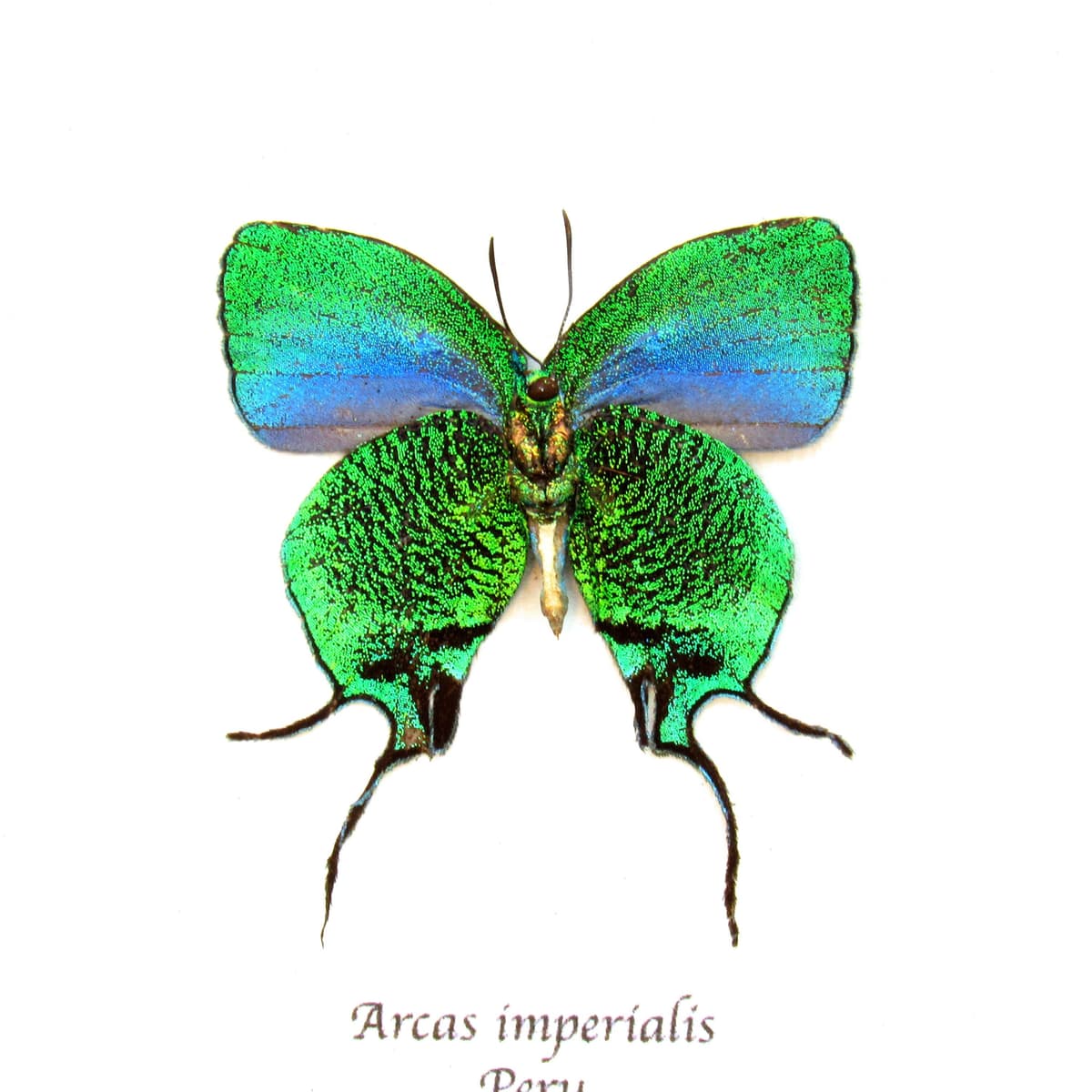Rare metallic green butterfly framed taxidermy - Arcas imperialis