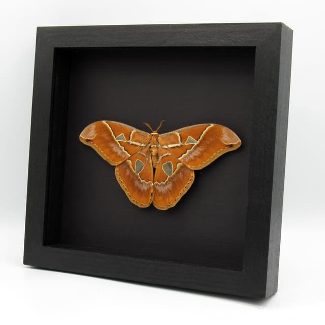 Real large Saturn moth framed taxidermy - Rothschildia hesperus - Victorian mount
