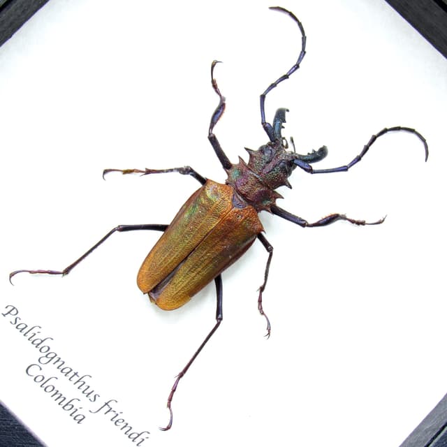 Rare metallic orange Longhorn beetle framed taxidermy - Psalidognathus friendi
