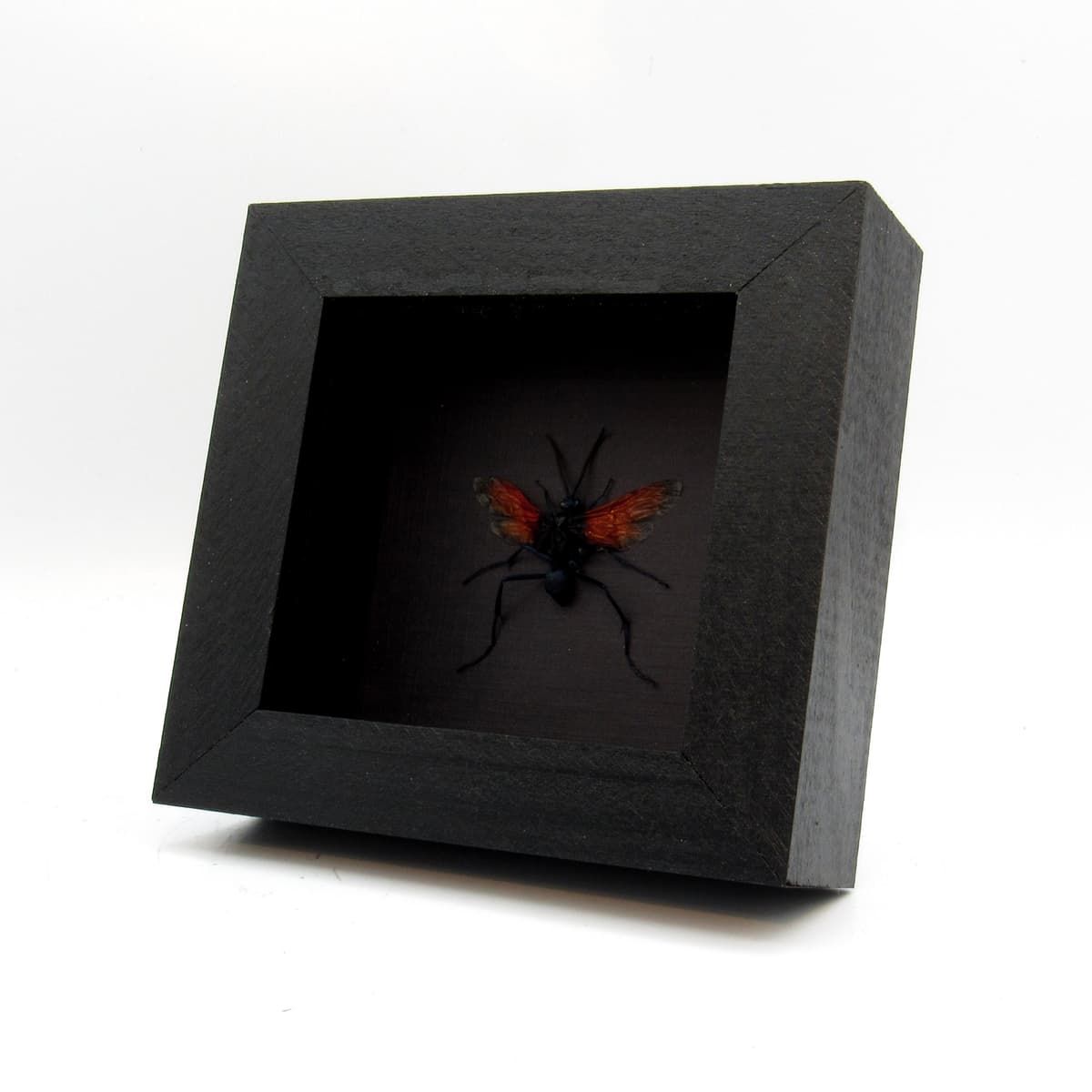 Real Tarantula Hawk Wasp framed taxidermy - Pepsis thisbe