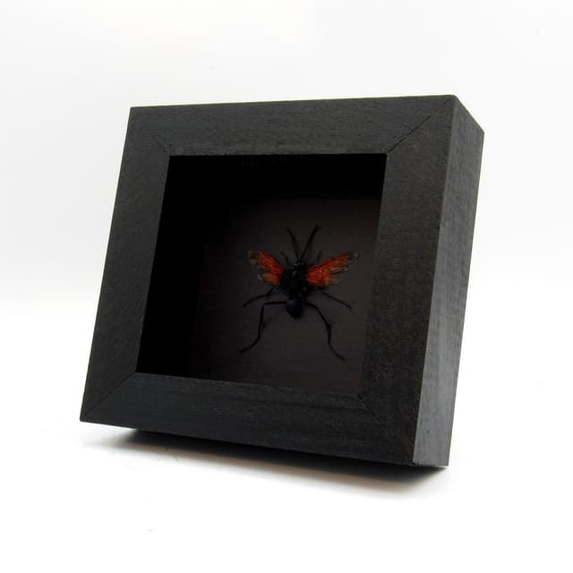 Real Tarantula Hawk Wasp framed taxidermy - Pepsis thisbe