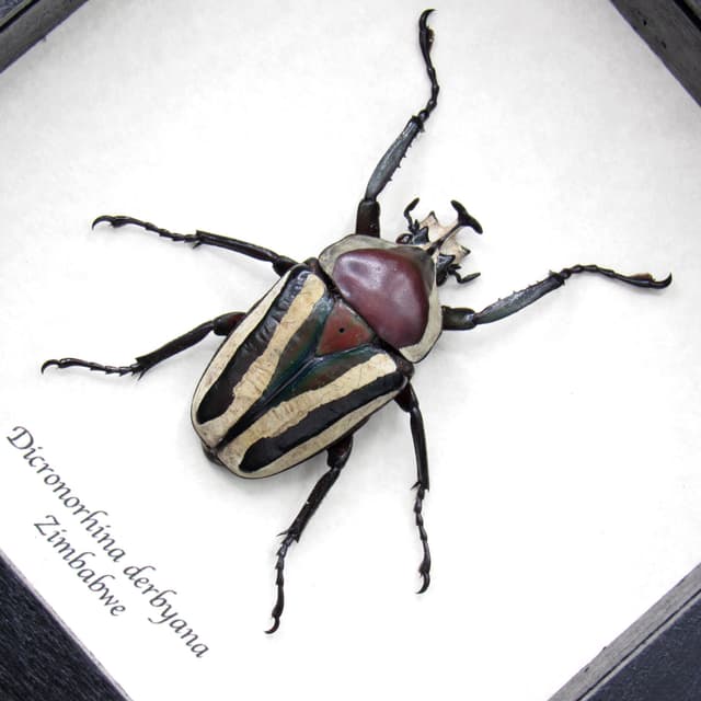Real green and red scarab beetle framed taxidermy - Dicronorhina derbyana - 2