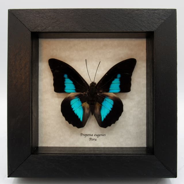 Real Brushfooted blue butterfly framed taxidermy - Prepona eugenes