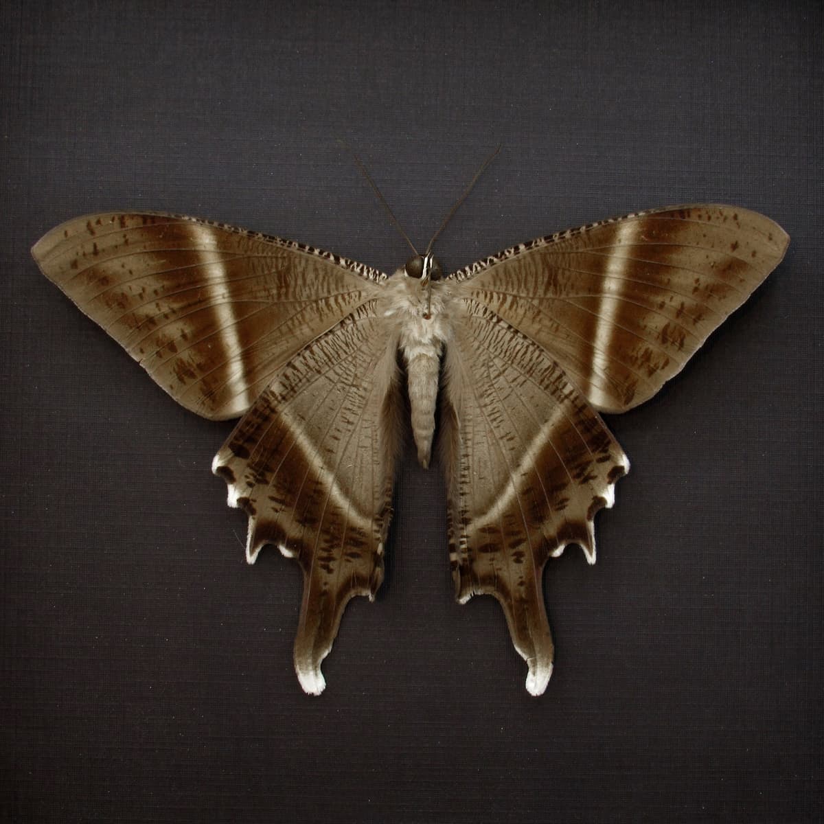 Large real Swallowtail Moth framed taxidermy - Lyssa patroclus - Victorian mount